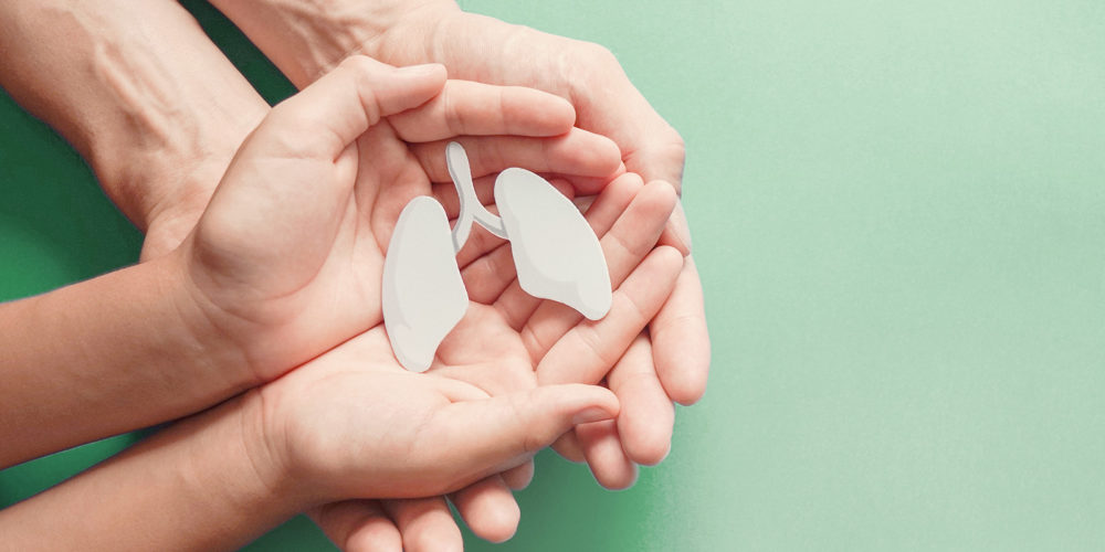 Haltende Hände mit Lunge Zwei Hände halten eine Lungen-Plastik, die haltenden Hände werden auch wiederum von zwei Händen gehalten